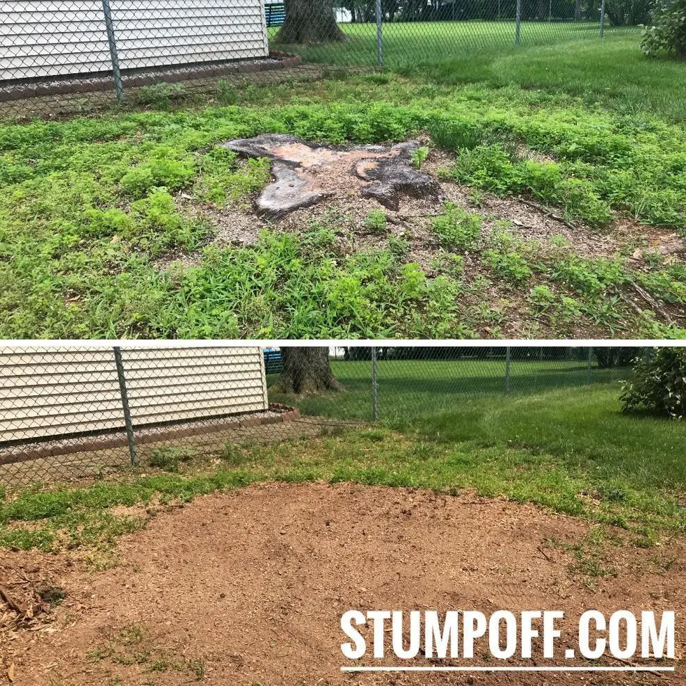 stump off before and after works