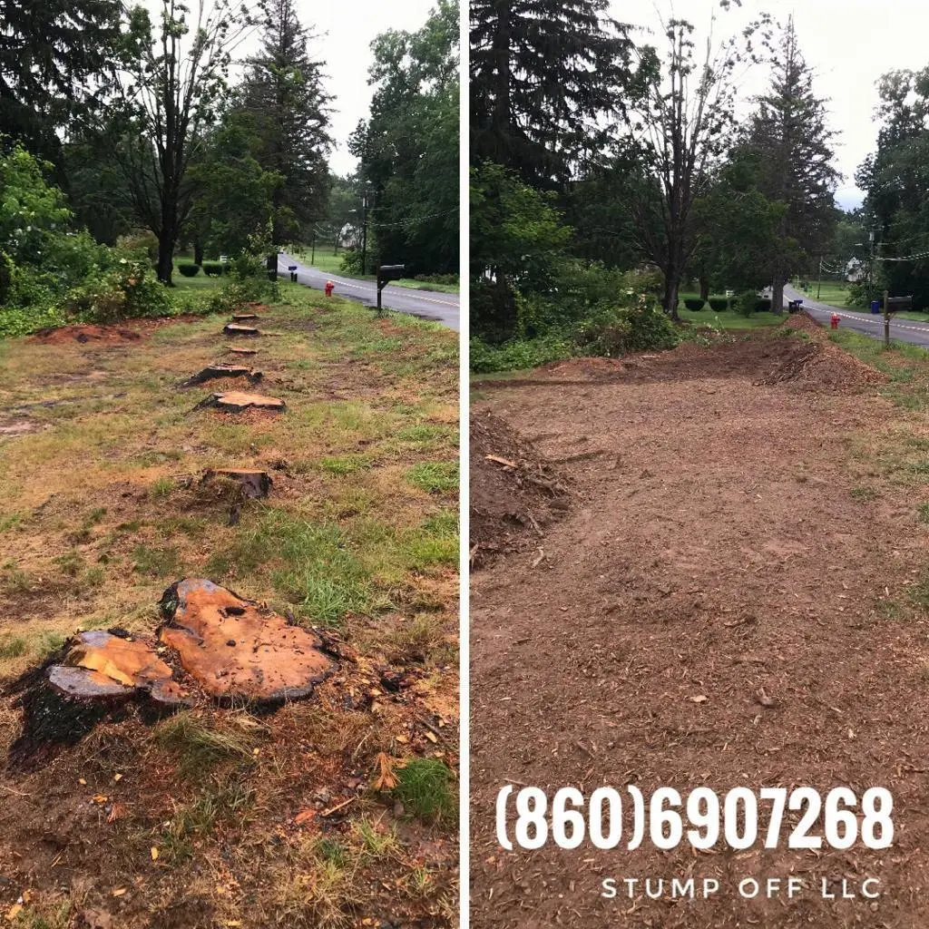 Stump removal in East Windsor